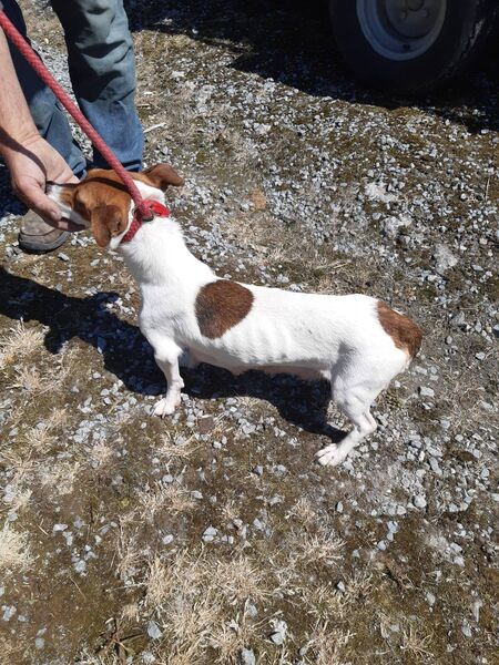 One of the dog discovered One of the dog discovered