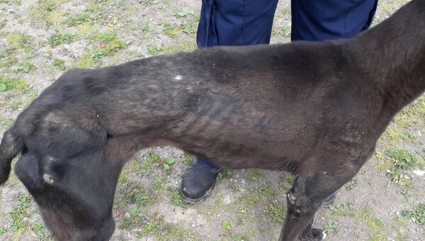 One of the dogs seized by the ISPCA One of the dogs seized by the ISPCA