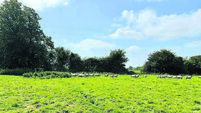 Over 30 acres of Kildare land to be auctioned this month Over 30 acres of Kildare land to be auctioned this month