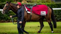 O'Brien's Illinois among those to face unbeaten raider Amiloc takes in Sunday’s Comer Group International Irish St Leger at the Curragh O'Brien's Illinois among those to face unbeaten raider Amiloc takes in Sunday’s Comer Group International Irish St Leger at the Curragh