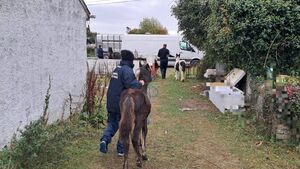 Horses removed by Kildare Co Council & gardaí following sulkie reports Horses removed by Kildare Co Council & gardaí following sulkie reports