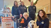 Kildare charity helped more than 1,000 dogs Kildare charity helped more than 1,000 dogs