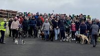 Dog Walk returns to Curragh on Sunday Dog Walk returns to Curragh on Sunday