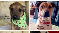 Kildare Rescue Tails: Rescue dogs grow up fast! Kildare Rescue Tails: Rescue dogs grow up fast!