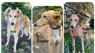 <p>The lurchers</p> <p>The lurchers</p>