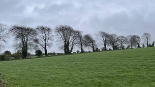 <p>Field at Ballindrum</p> <p>Field at Ballindrum</p>