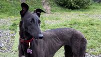 Kildare Rescue Tails: Ethel is the perfect companion Kildare Rescue Tails: Ethel is the perfect companion
