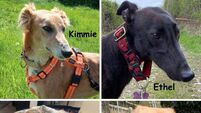 Kildare Rescue Tails: Return scheme fundraiser surpasses expectations Kildare Rescue Tails: Return scheme fundraiser surpasses expectations