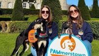 Kildare Rescue Tails: Dog festival at Palmerstown Kildare Rescue Tails: Dog festival at Palmerstown