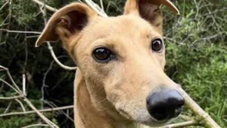 Kildare Rescue Tails: Jasper is waiting for his forever home Kildare Rescue Tails: Jasper is waiting for his forever home