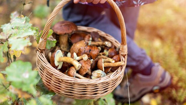 Living Greener: A beginner’s guide to wild mushrooms Living Greener: A beginner’s guide to wild mushrooms