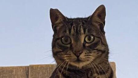 500 animals rehomed this year by Kildare charity 500 animals rehomed this year by Kildare charity