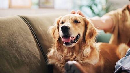 Dogs will take the biscuit at Punchestown show Dogs will take the biscuit at Punchestown show