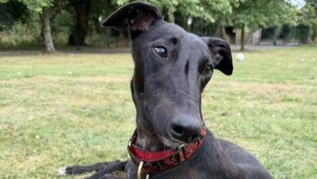 Please come along to the Wag & Bone Show! Please come along to the Wag & Bone Show!