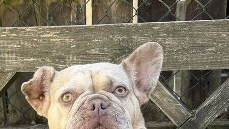 Kildare Rescue Tails: Belly rubs non-negotiable for Lucy Kildare Rescue Tails: Belly rubs non-negotiable for Lucy