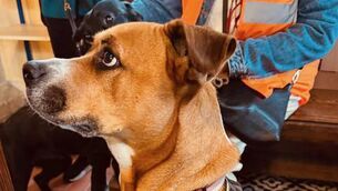<p>Current shelter dog, Boxer cross, Jess, giving her full attention during the Ecumenical Pet Blessing Service</p> <p>Current shelter dog, Boxer cross, Jess, giving her full attention during the Ecumenical Pet Blessing Service</p>